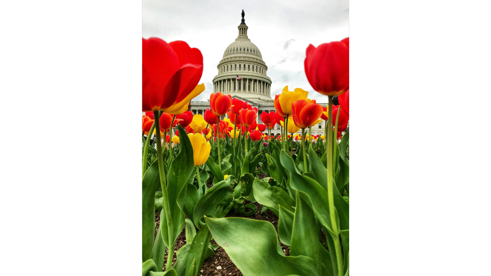 tulipsmhwang